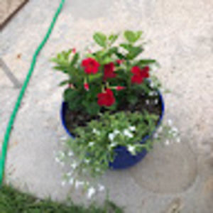 Meet your Posher, Renee